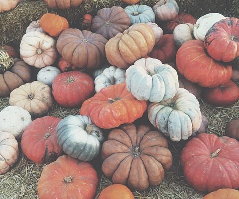 best pumpkin patches in Cary